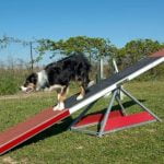 Step-by-step guide for how to put on a dog training collar