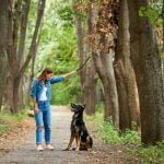 Tips for Training Your Spirited Husky Companion