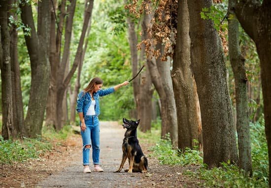 Tips for Training Your Spirited Husky Companion