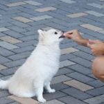 How to Train Your Dog to Bathroom Outside A Step-by-Step Guide