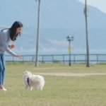 How Old Should a Dog Be to Be Potty Trained Puppy Housebreaking Tips