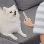 Step-by-step guide on how to train a dog to bring a ball