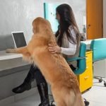 How to Train Older Dog to Walk on Leash How to train older dog to walk on leash