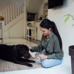 How to Train My Dog to Leave the Cat Alone Positive reinforcement, separate feeding areas, and supervised interactions