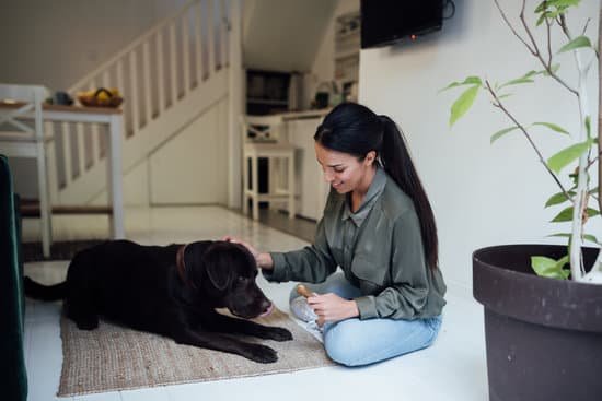 Positive reinforcement, separate feeding areas, and supervised interactions