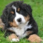 How to Train Dogs to Poop in One Area Proper Training Techniques for Dogs