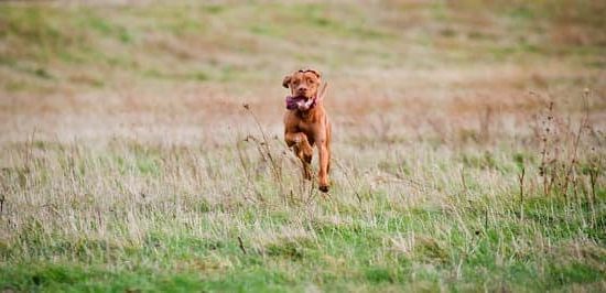 How to Train 7 Year Old Dog 1 Step-by-step guide on how to train 7-year-old dog to learn new tricks and commands