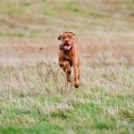 How to Use a Dog Clicker to Train Your Dog Step-by-step guide on how to use a dog clicker to train your dog effectively