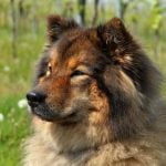 How to Train Dog to Not Fear a Sound positive exposure to gradual noise levels.'