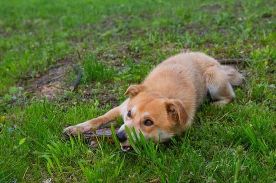 How Many Dog Training Programs Are at Prisons 1 rehabilitating inmates through canine education and therapy