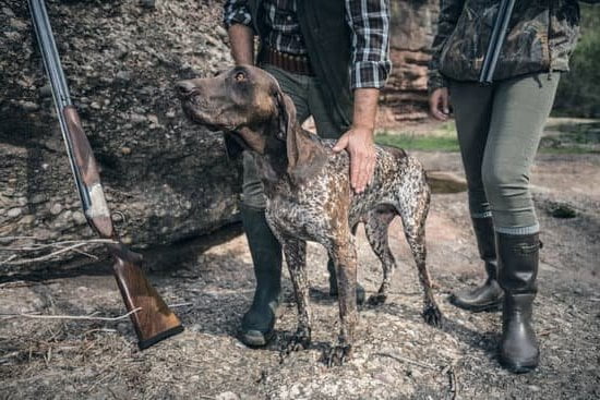 Step-by-Step Guide on How to Train a Very Scared Dog