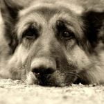 How to Train Your Dog to Attack Birds Step-by-Step Guide