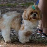 Step-by-step guide on how to train dog Harvest Moon for a well-behaved pet