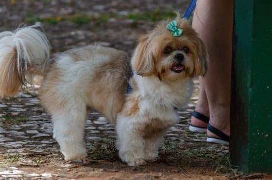 Step-by-step guide for a well-behaved workplace companion