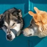 How to train senior dog to pee on pad effectively