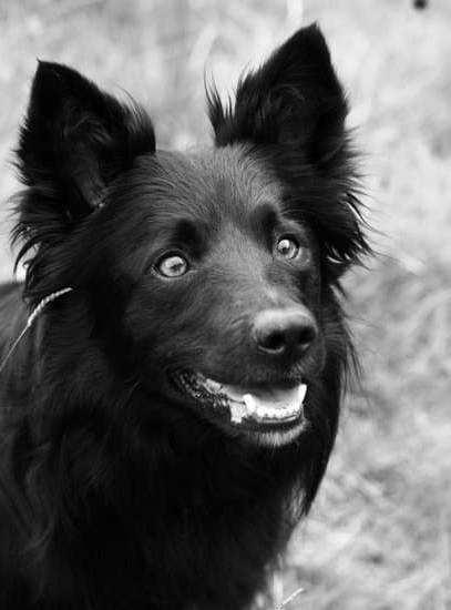 How to Train an Old Dog to Sit 1 Step-by-step guide on how to train an old dog to sit using positive reinforcement techniques