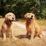 How to Train Older Dog to Poop Outside Positive reinforcement, consistent schedule, and patience for success