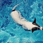 Step-by-step guide on how to train a dog for bird hunting, including commands and fieldwork training