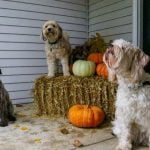 How to Train My Dog to Poop in One Area How to train my dog to poop in one area
