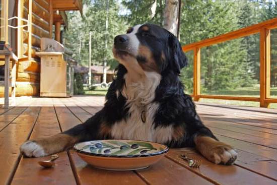 See real results with the Perfect Dog Training System. Does the Perfect Dog Training System work for you