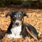 A Step-by-Step Guide for Owners and Handlers