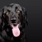 How to Train My Dog to Not Bite When Playing Train your dog to not bite when playing using positive reinforcement and gentle redirection techniques