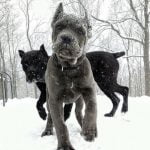 Step-by-step guide on how to crate train a young dog for a positive experience