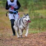 How to Train Your Dog Not to Jump on Door Teach 'No Jumping on Door' Command for Well-Behaved Pets