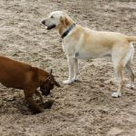 How to House Train a Dog in 5 Days Step-by-step guide on how to house train a dog in just 5 days