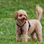 Consider 'Should I get my dog trained at Costco' for an affordable and reliable pet training option