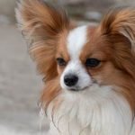 Step-by-step guide for How to Train Your Dog to Sit on the Toilet