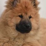 How to Train Dog Soft Mouth Teach your dog soft mouth technique for gentle play and training