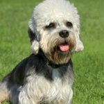 What Dog Is the Easiest Small Dogs to Train Small dogs like Pomeranians and Shih Tzus are the easiest to train
