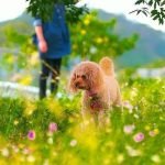 How to Train a Dog to Heel Without Pulling Positive Reinforcement Techniques for Leash Training