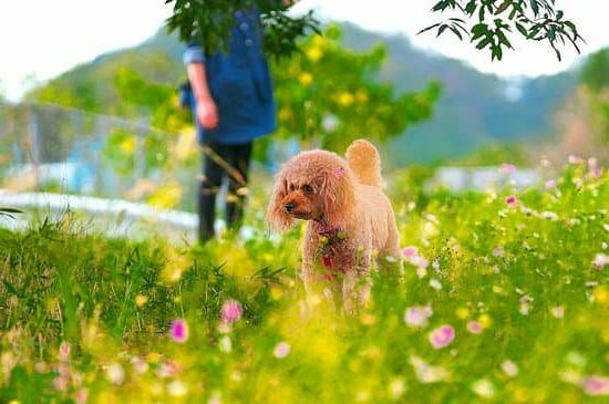 How to Train a Dog to Heel Without Pulling 1 Positive Reinforcement Techniques for Leash Training