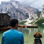 Why Are Dogs Trained to Find Cell Phones Canine training for phone detection, teaching dogs to find cell phones in emergencies