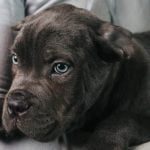 Guide for Potty Training Male Dogs