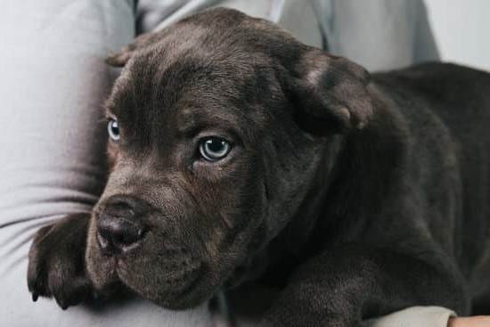 Guide for Potty Training Male Dogs