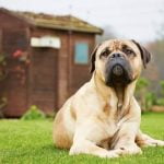 How to House Train a Two Year Old Dog How to House Train a Two-Year-Old Dog - Puppy potty training tips for your growing pet