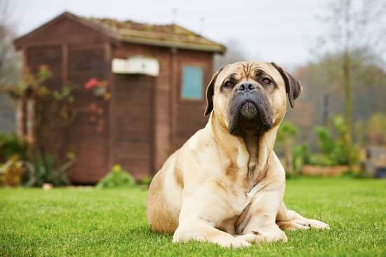 Simple Commands - Step-by-Step Guide for Pet Owners