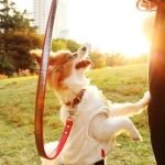 Mastering canine commands in Hyrule