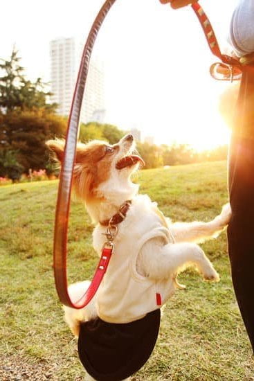 How to Train a Dog in Breath of the Wild 1 Mastering canine commands in Hyrule