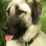 Does Petco Have Good Dog Training Petco offers quality dog training services for all breeds. Contact Petco for their best dog training programs