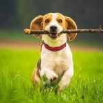 What Do You Need to Be a Police Dog Trainer passion for dogs, knowledge of behavior, and commitment to training