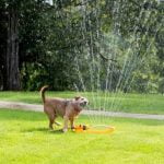 How to Train Your Dog to Signal to Go Outside Training dog to signal outside - efficient guide for 'how to train your dog to signal to go outside'