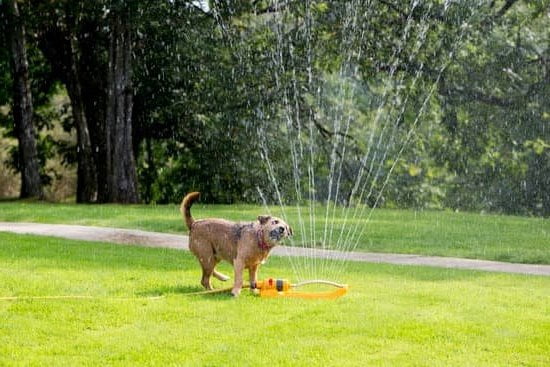 How to Train Your Dog to Signal to Go Outside 1 Training dog to signal outside - efficient guide for 'how to train your dog to signal to go outside'