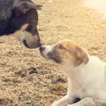 Effective dog potty training through consistency, positive reinforcement, and patience