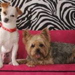 How to Train Dog What Noises to Bark At Teach which noises to bark at - essential canine behavior