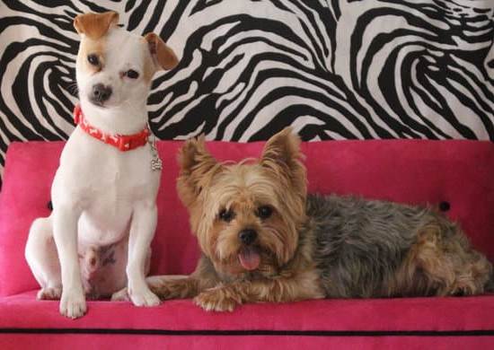 Teach which noises to bark at - essential canine behavior