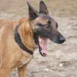 Expert tips for training a dog to stop unwanted behavior effectively